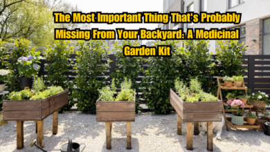 The Most Important Thing That's Probably Missing From Your Backyard: A Medicinal Garden Kit