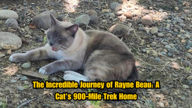 The Incredible Journey of Rayne Beau: A Cat's 900-Mile Trek Home