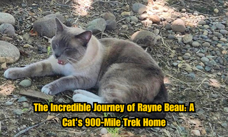 The Incredible Journey of Rayne Beau: A Cat's 900-Mile Trek Home